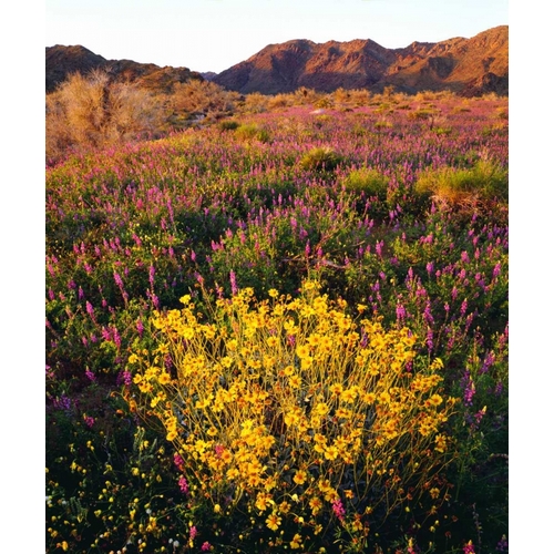 USA, California, Joshua Tree NP Wildflowers